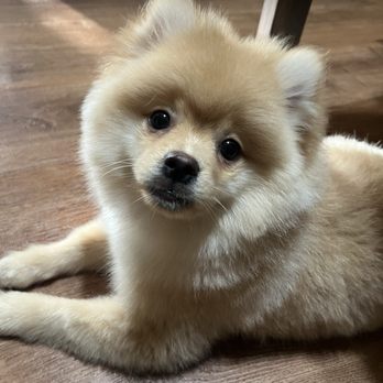 Luv-n-Paws - Pet Groomers Near Me - Hesperia, California