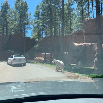 Bearizona - Zoos Near Me - Williams, Arizona