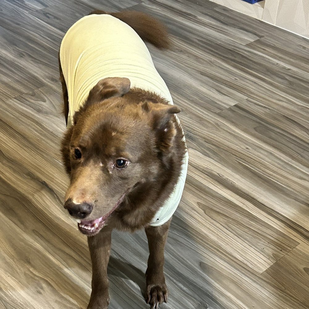 BluePearl Pet Hospital - Veterinarians Near Me - Spring, Texas