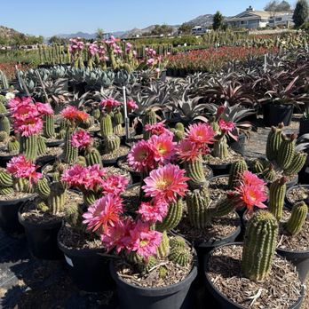 Waterwise Botanicals - Cactus in bloom - Nurseries & Gardening Near Me - Bonsall, California
