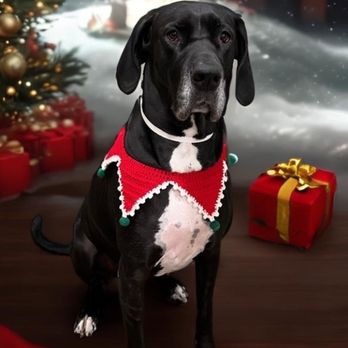 PetSmart - Pet Groomers Near Me - Torrance, California