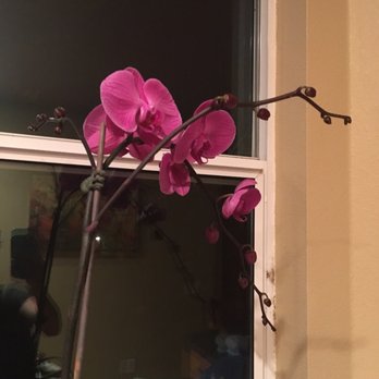 T & T Orchids - $16 - Nurseries & Gardening Near Me - San Jose, California T & T Orchids - $16 - Nurseries & Gardening Near Me - San Jose, California