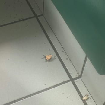 Taco Time - This what happens when you dont keep a clean store. Ants everywhere. Disgusting. - Mexican Near Me - Bellevue, Washington