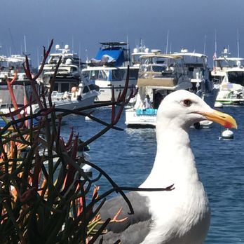 Bluewater Avalon - Seafood Near Me - Avalon, California