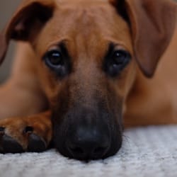 Jeff Millman Dog Training - Our newly adopted pup - olive :)