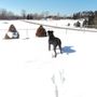 Photo of Wexford County Animal Shelter