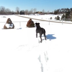 Wexford County Animal Shelter - Pip enjoying her new domain!