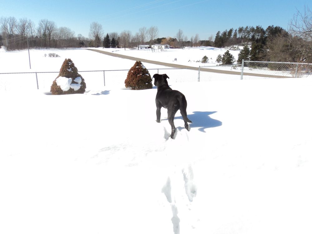 WEXFORD COUNTY ANIMAL SHELTER - 1406 6th Ave, Cadillac, Michigan