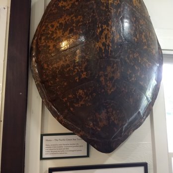 Koke'e Natural History Museum - giant turtle shell - Museums Near Me - Kekaha, Hawaii