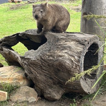 Symbio Wildlife Park - Wombat - Zoos Near Me - Helensburgh, NSW