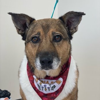 Eufuria Spaw - Lucy's progress photo! - Pet Groomers Near Me - La Habra, California Eufuria Spaw - Lucy's progress photo! - Pet Groomers Near Me - La Habra, California