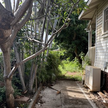Oahu Land Management - Before - left side yard - Tree Services Near Me Oahu Land Management - Before - left side yard - Tree Services Near Me