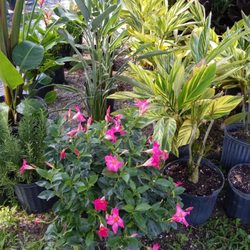 Mandeville and ginger plants
