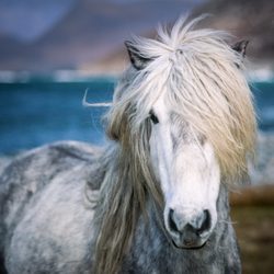 Crested Butte Fine Art Gallery