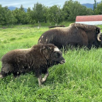 Musk Ox Farm - CSA Near Me - Palmer, Alaska