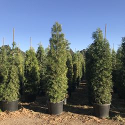 Mejias Nursery