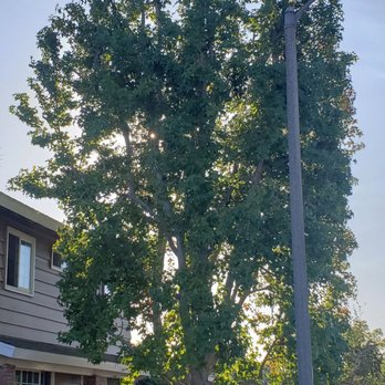 Discount Tree Services - Total hack job. - Tree Services Near Me - West Covina, California Discount Tree Services - Total hack job. - Tree Services Near Me - West Covina, California