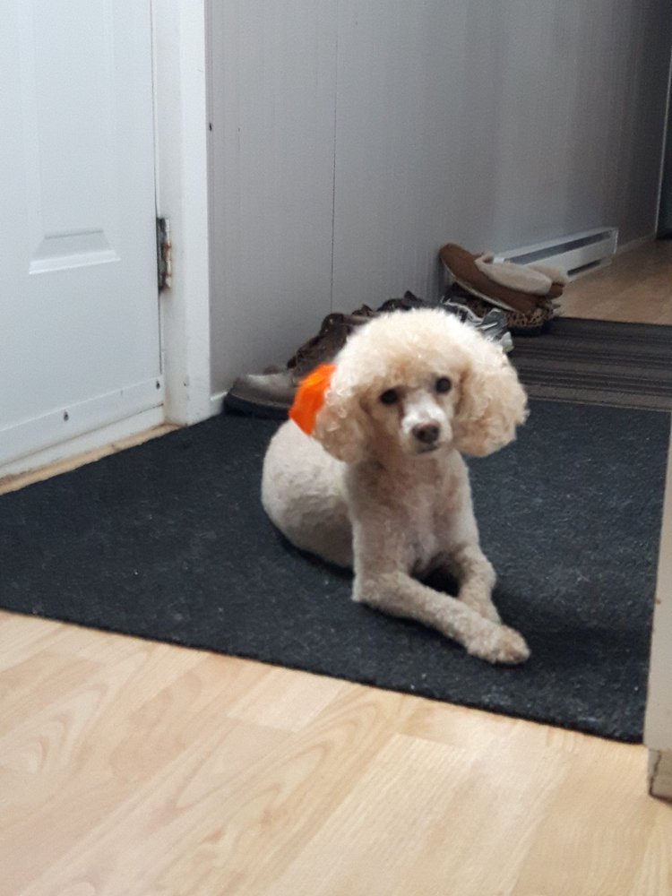 DOG STAR SIRIUS GROOMING IN YOUR HOME Updated October 2024