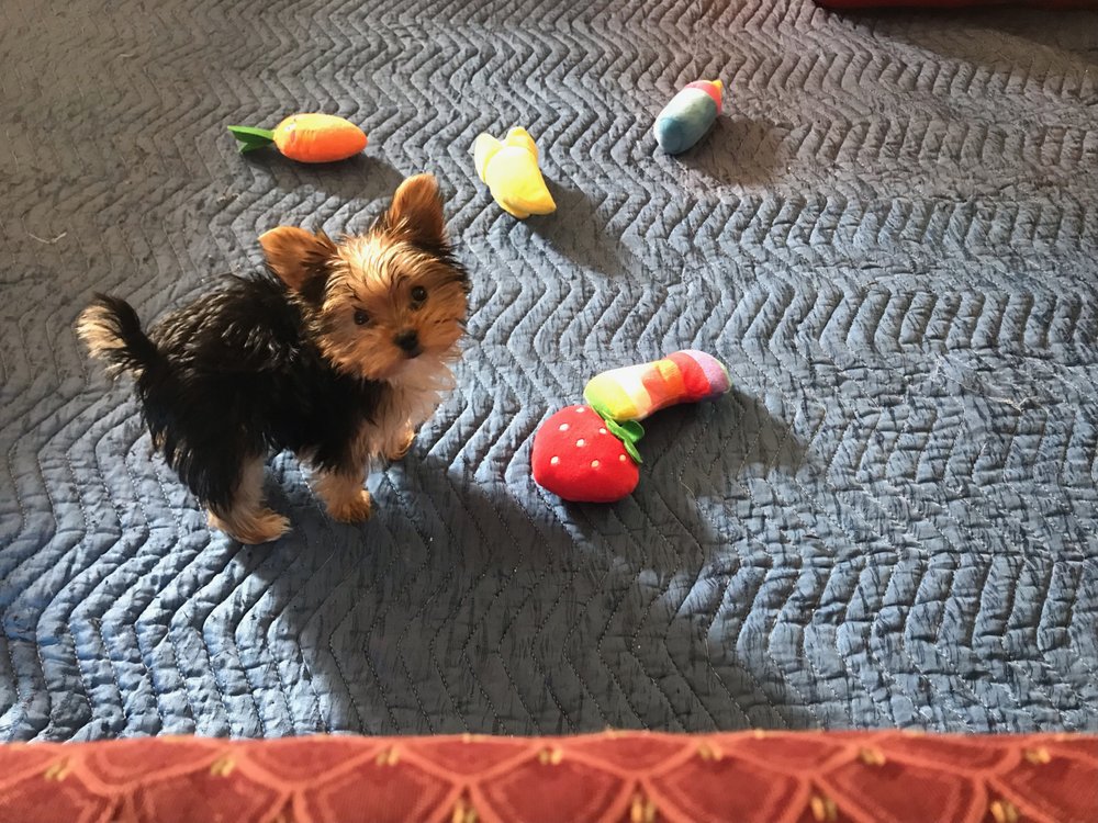 LA Pet Nanny Service