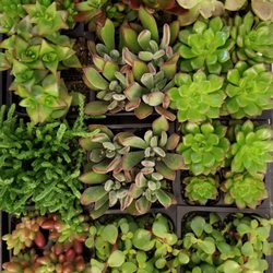 Succulent Social Hour - Fun With Plants!
