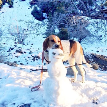 Mount Baldy - My dog biting my snowman - Hiking Near Me - Mt Baldy, California Mount Baldy - My dog biting my snowman - Hiking Near Me - Mt Baldy, California