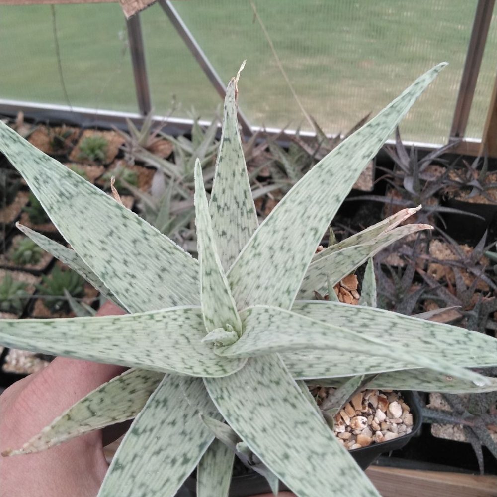 Old School Produce - An aloe succulent I bought for my wife - Nurseries & Gardening Near Me - Houston, Texas Old School Produce - An aloe succulent I bought for my wife - Nurseries & Gardening Near Me - Houston, Texas