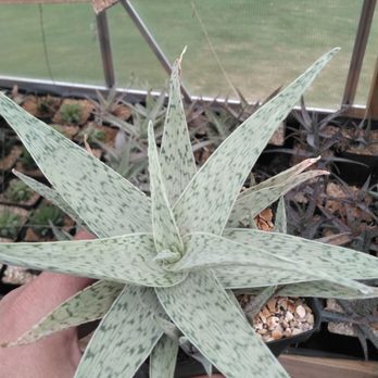 Old School Produce - An aloe succulent I bought for my wife - Nurseries & Gardening Near Me - Houston, Texas Old School Produce - An aloe succulent I bought for my wife - Nurseries & Gardening Near Me - Houston, Texas