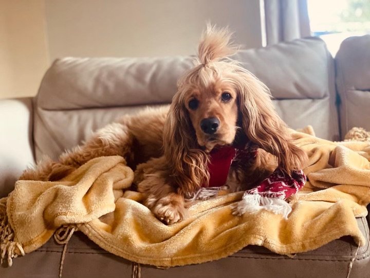 Miami Pet Sitting Services - pet boarding facility in West Park, FL
