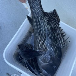 Monster Sea Bass