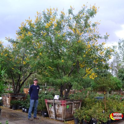 Moon Valley Nurseries 18047 N Tatum Blvd Phoenix Az Nurseries Mapquest