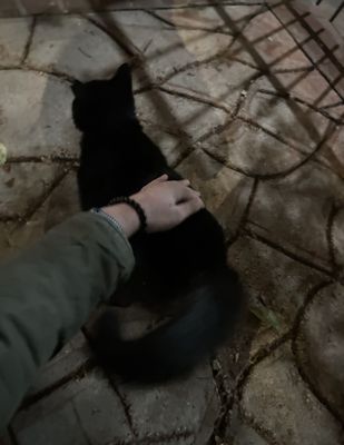 Lamothe House Hotel by null