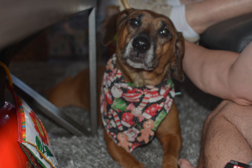 GROOMINGDALES BED & BISCUIT 23 Photos 7416 Edgemere Rd, Tampa