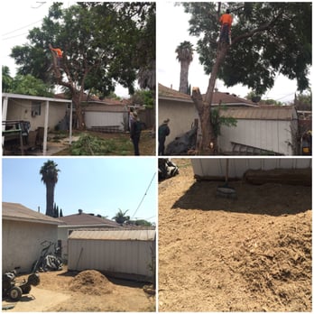 Hala's Tree Care - Jaccaranda Tree removal over house, patio, tool shed and power lines. Tree stump and roots removed - Tree Services Near Me - Whittier, California