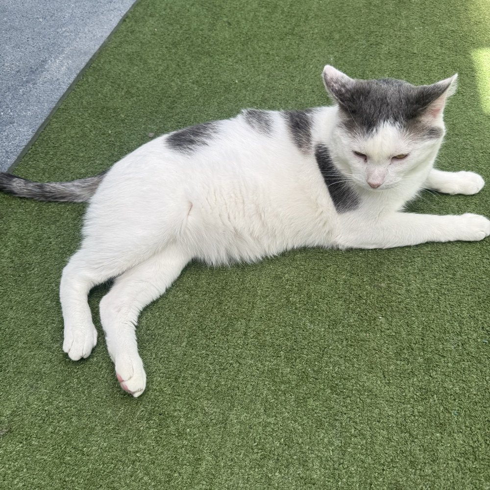 CatCafe Lounge - Community Service/Non-Profit Near Me - Marina del Rey, California CatCafe Lounge - Community Service/Non-Profit Near Me - Marina del Rey, California