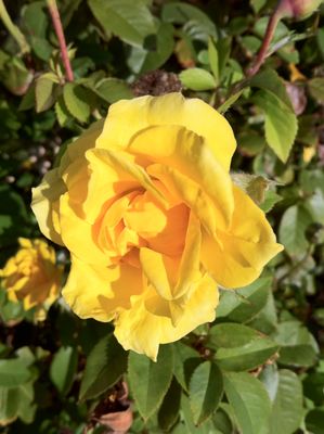 Texas Retina Associates