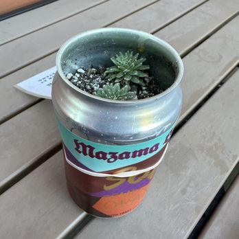Mazama Brewing - Adorable centerpieces with baby succulents. - Brewpubs Near Me - Hillsboro, Oregon Mazama Brewing - Adorable centerpieces with baby succulents. - Brewpubs Near Me - Hillsboro, Oregon