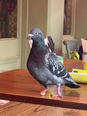 Comptoir Libanais by null