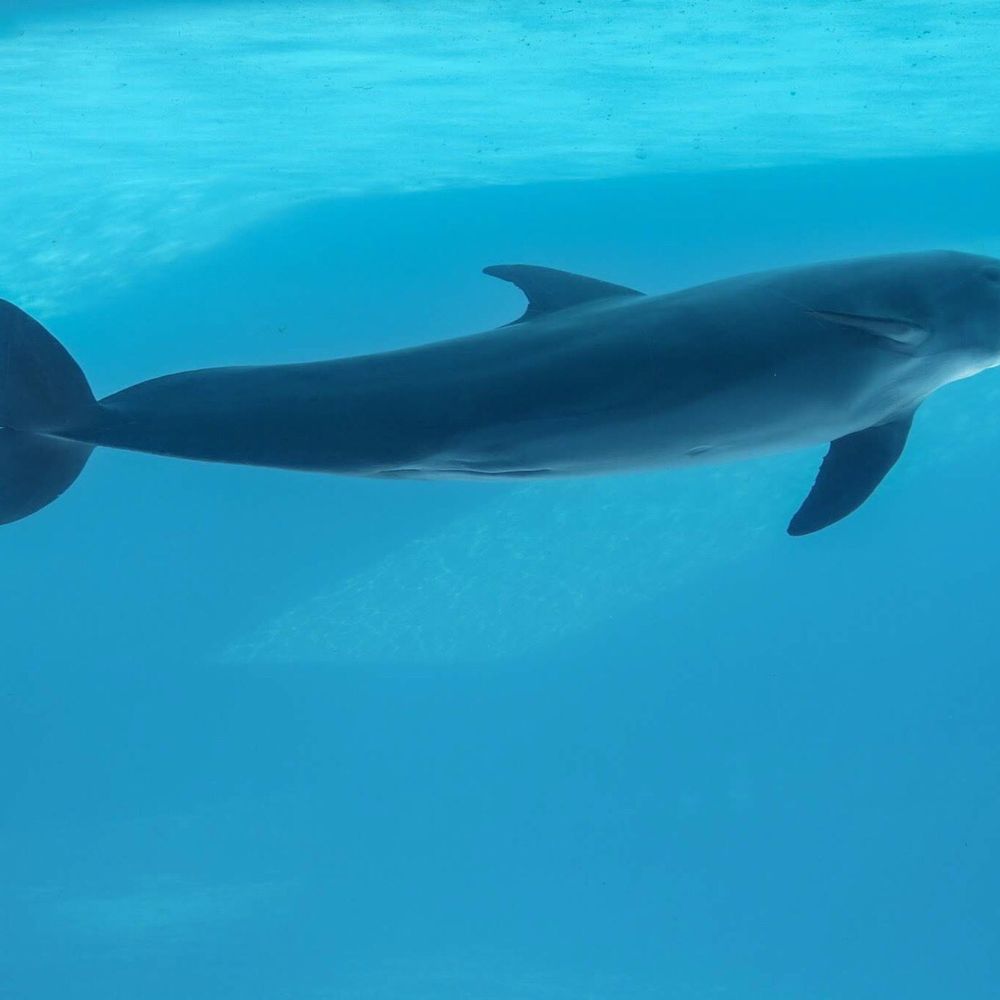 Texas State Aquarium - Dolphin - Aquariums Near Me - Corpus Christi, Texas Texas State Aquarium - Dolphin - Aquariums Near Me - Corpus Christi, Texas