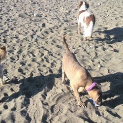 Playa Para Perros Totalán