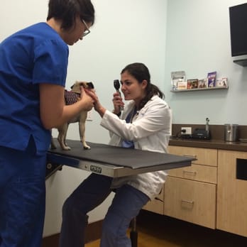 Animal Oasis Veterinary Hospital - Veterinarians Near Me - Naples, Florida Animal Oasis Veterinary Hospital - Veterinarians Near Me - Naples, Florida