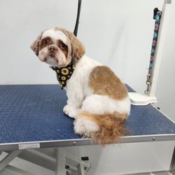 K Grooming