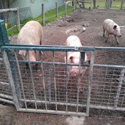 Myuna Farm - Where bacon come from