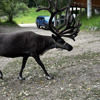 Running Reindeer Ranch - Walking Tours Near Me - Fairbanks, Alaska