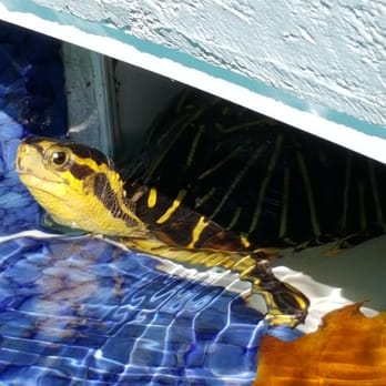 Aqua Jewel Pool Cleaning - Pool Cleaners Near Me Aqua Jewel Pool Cleaning - Pool Cleaners Near Me
