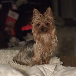 Baylis Animal Hospital - Lilly Thanks Dr Baylis