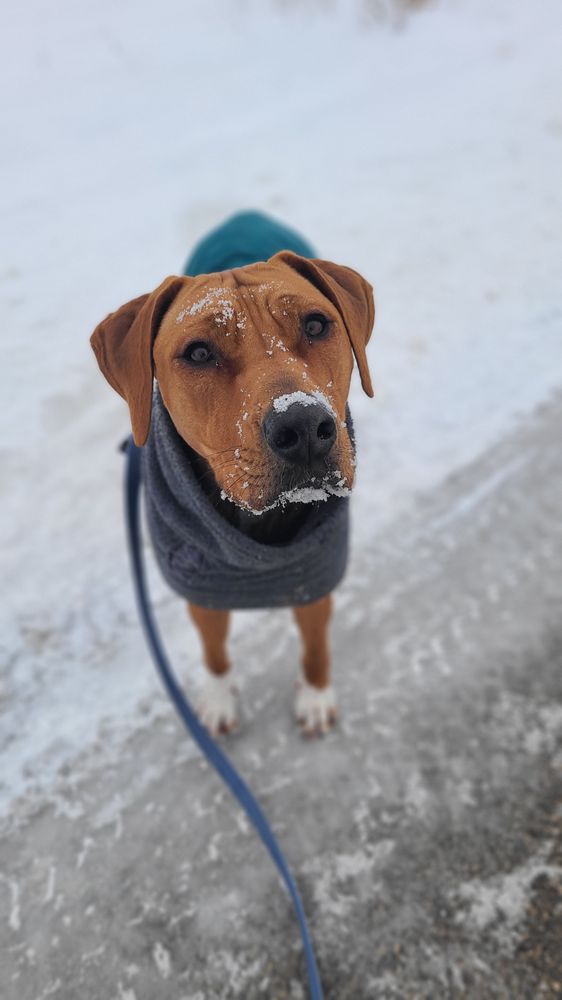 Sploot Pet Concierge - pet boarding facility in Oregon, WI
