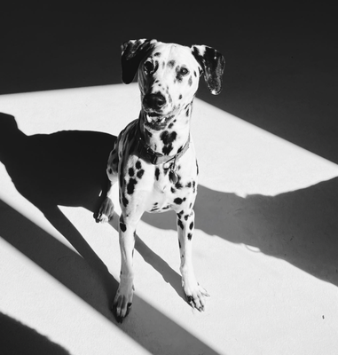 Dogtown Cincinnati - Downtown