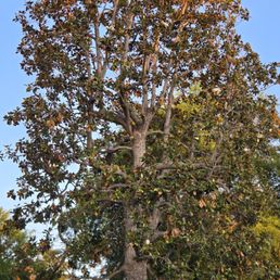 The only dying tree on the block after their workers stabbed the trunk to climb it
