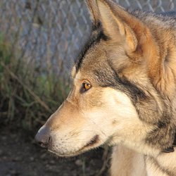 This is my 11 year old wolf dog, Akita. I brought her up from a pup. We live in Elma,WA. I have lived here since 1987. The Wolf Man