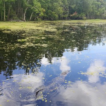 Ultimate Swamp Adventures - Alligators - saw about 10 of them. They arent shy either and will swim right up to the boat. The tour guide demonstrated his "gator call" - Tours Near Me - Westwego, Louisiana Ultimate Swamp Adventures - Alligators - saw about 10 of them. They arent shy either and will swim right up to the boat. The tour guide demonstrated his "gator call" - Tours Near Me - Westwego, Louisiana
